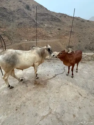 حسلان بلدي صغار اعمارها اقل من سنه 5