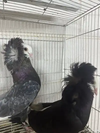 زوج بالجيكي 6