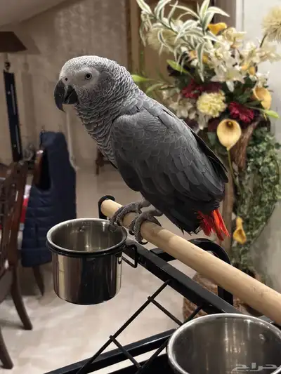 كاسكو للبيع 2