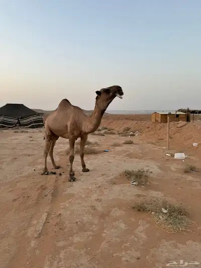بعير للبيع 1