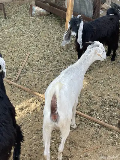 جفره بيشيه حبص 1