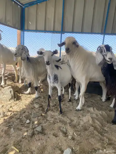 عرض وبيع معزا مقاني بيشيات وعوارض طيبات من الاخير 6