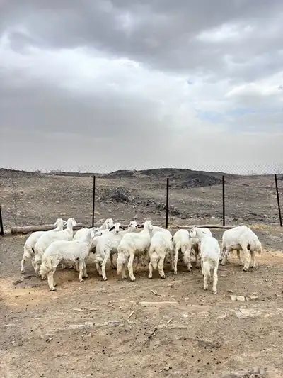 بهم ذبايح للبيع 4
