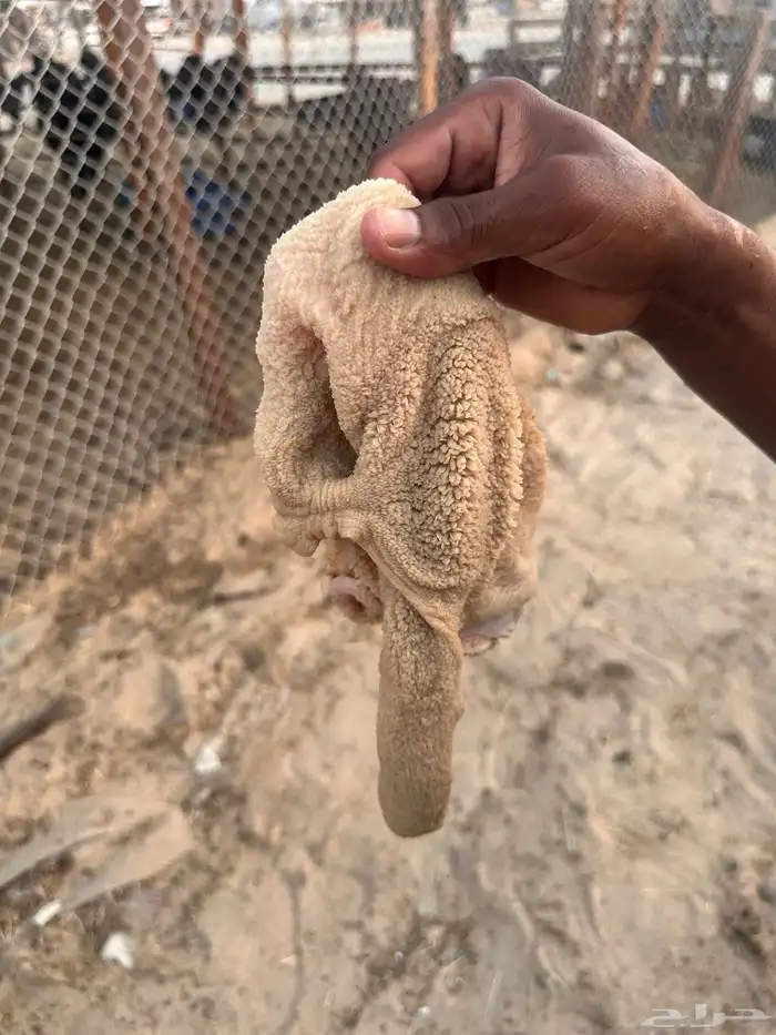 رخال هرافى طيبه 4