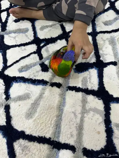 لوري اليف وعدد ومتكلم 8