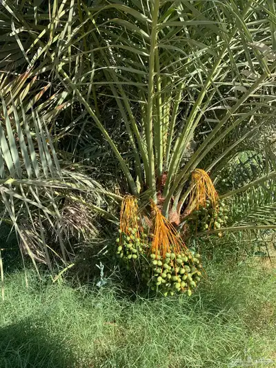 خلاص مجدول برني 4