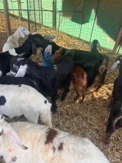 ذبايح البيع 3