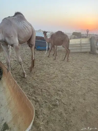 حشوو للبيع 2