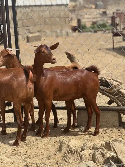 جفار دهم تأسيس مراح 1