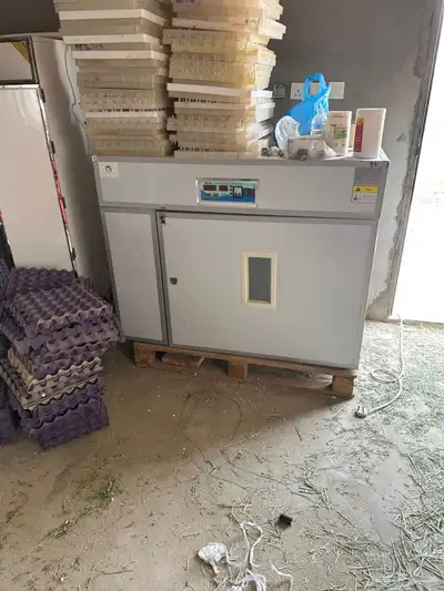 اطايف الرميده 0