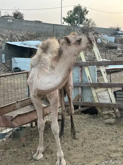قعود للبيع 2