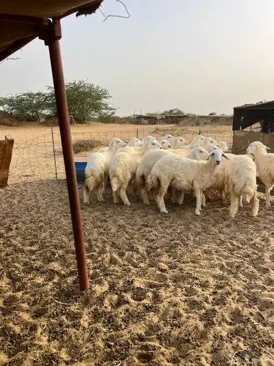 رخال منوة القناي 3