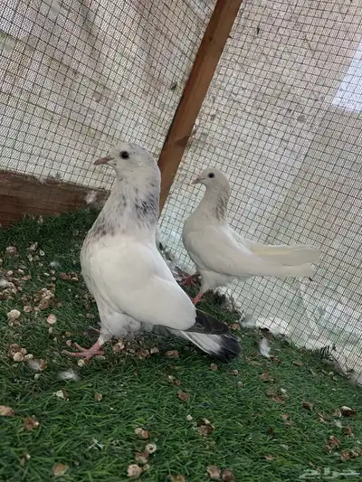 للبيع طبات الام وحشيه والاب قولدن 1