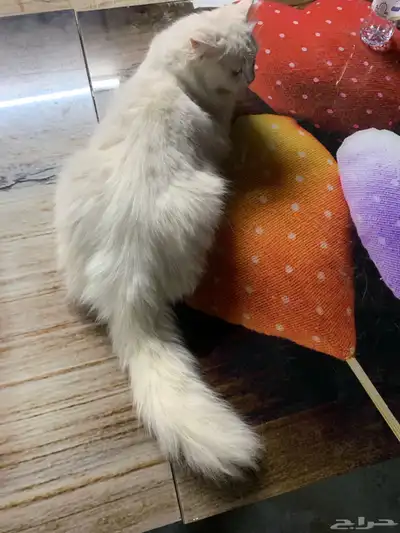 بسه 5