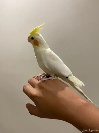 ببغاء كوكتيل والعمر صغير ما كمل السنه سليم شرط 2