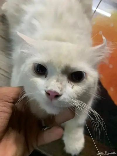 بسه 17