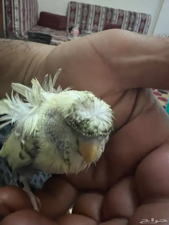 طيور حب هوقو فروخ 7