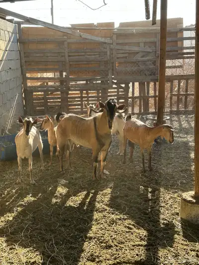 غنم مهجنات للبيع 3