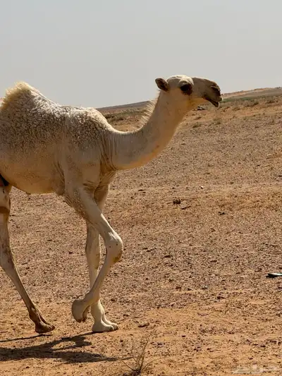 ذود للبيع 0