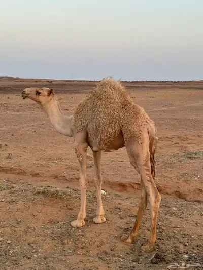 قعود كفو للبيع 1