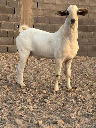 تيس بيشي صنف 0