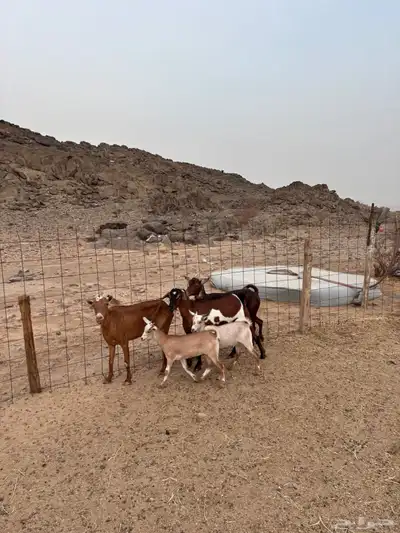 معزا للبيع 2