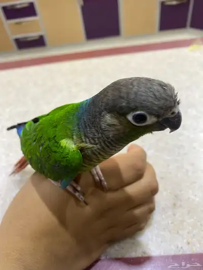 كنيور للبيع 0