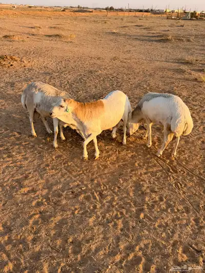 ذبائح للبيع 3