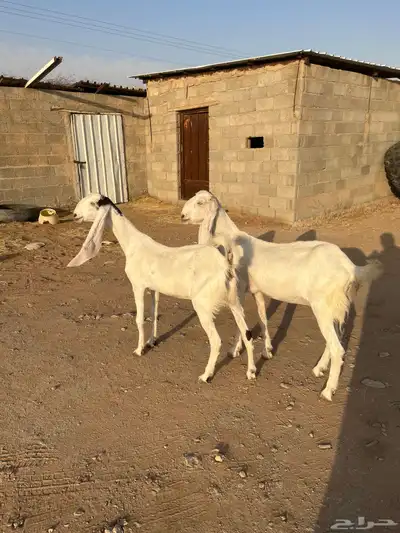 عنز ثنيه معزا دفيع ثنايا هولنديه حجازيه دافع 2