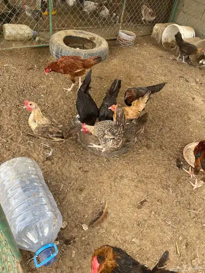 دجاج منوع بأسعار مناسبة 6