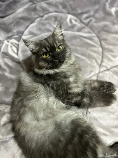 قطط 0