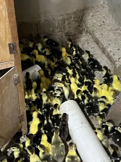 صوص بط بلدي 1