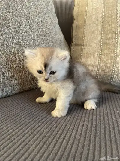 قطط 1