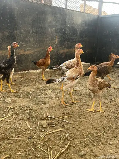 دجاج مهجن للبيع 7