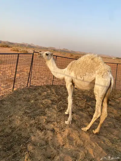 للبيع بكره العمر 7شهور 0