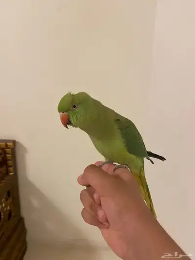 دره ذكر متكلم واليف و هدد داخلي 1