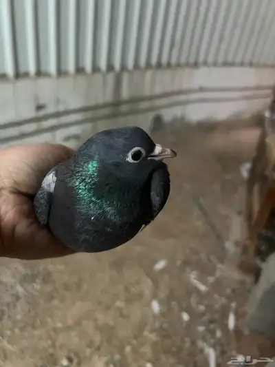 جوز صنعاوي حجم صغير مسرور لون اسود تحتى بيض صوت جميل 0