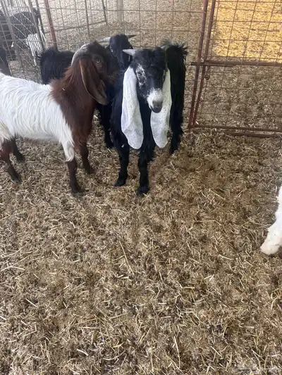 ذبايح البيع 4