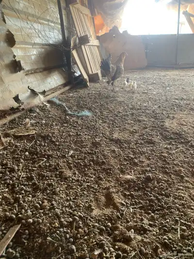 دجاجه مفرخه 1