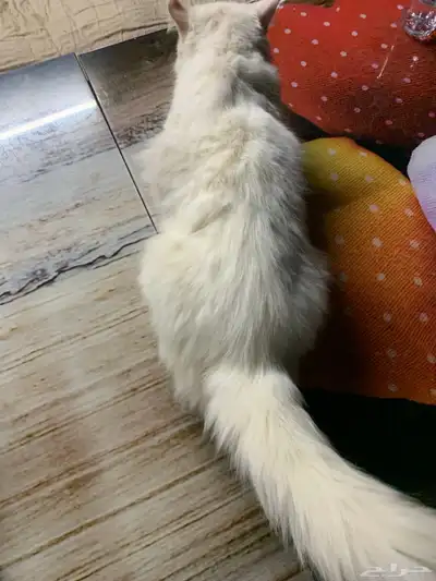 بسه 10