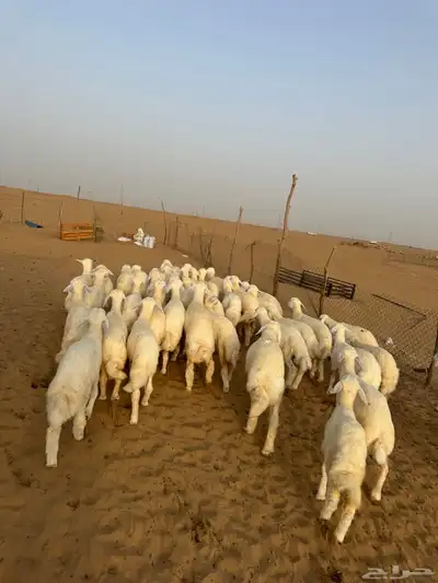 بهم تربيه 3