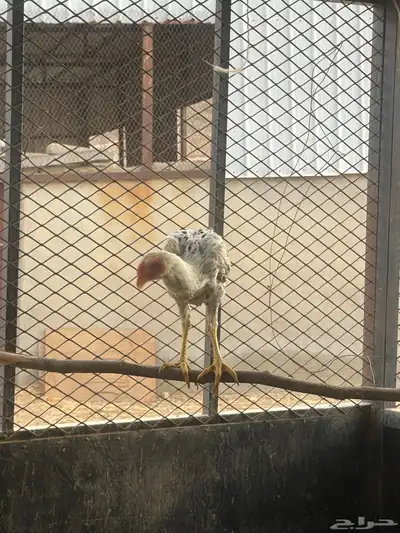 دجاج مهجن للبيع 5