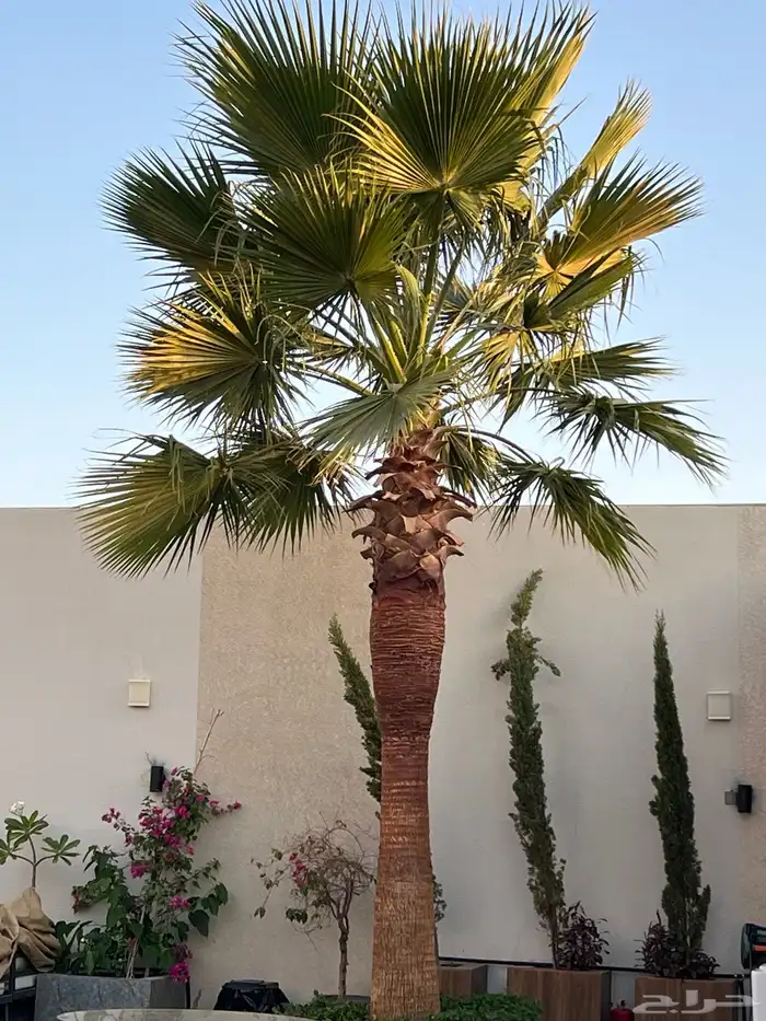 نخيل وزيتون تنسيق 1