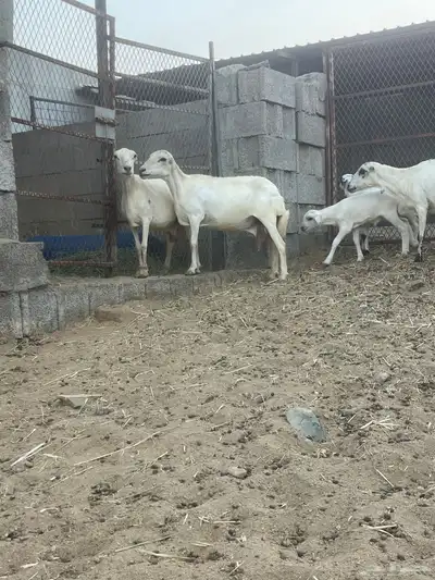 ظان رفيدي متابيع 6
