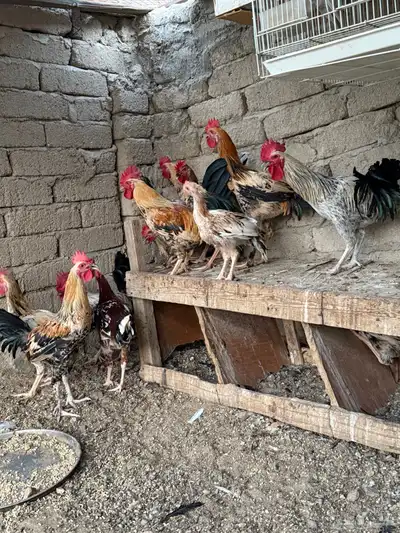 ديوك فيومي وديوك براهما أعمارها 3 أشهر إلى 4 1