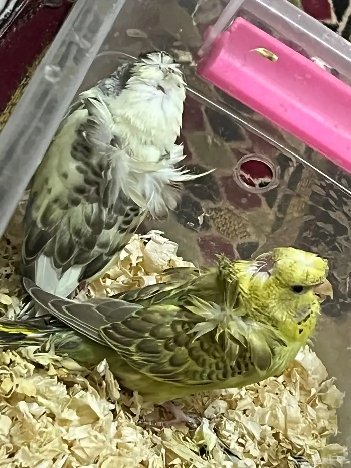 طيور حب هوقو فروخ 8