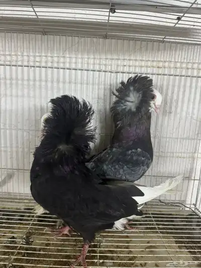 زوج بالجيكي 3