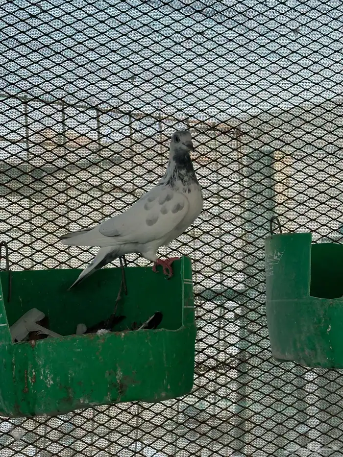 جميع انواع الحمام للبيع 0