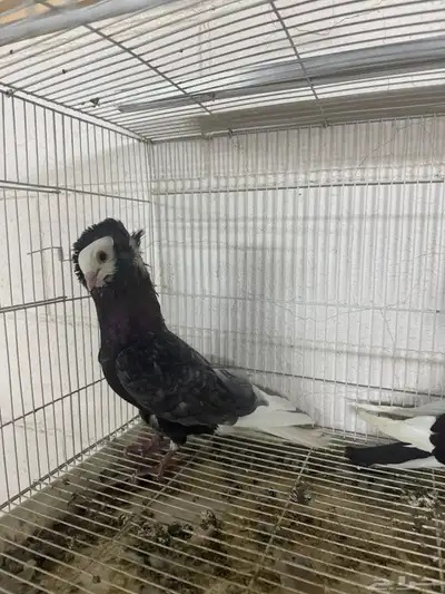 زوج بالجيكي 10