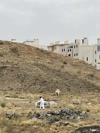 بعير فحل ضايع في المنسك 2